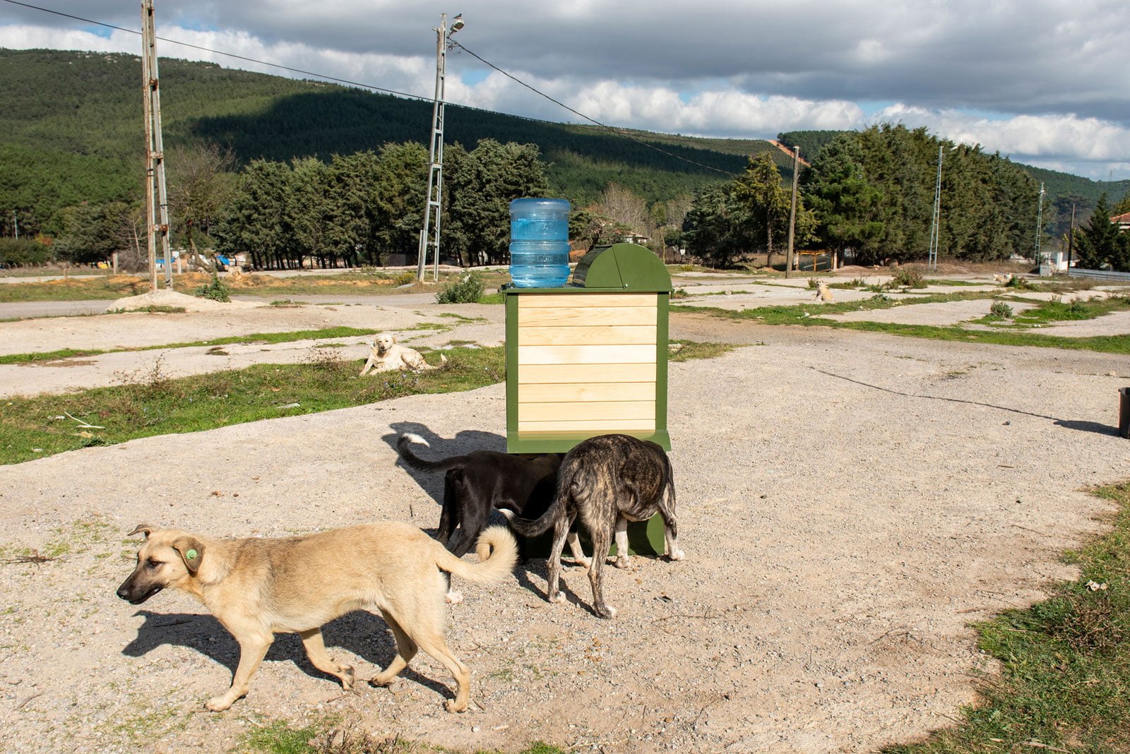 Köpeklerin Gözleri Nasıl Temizlenir?