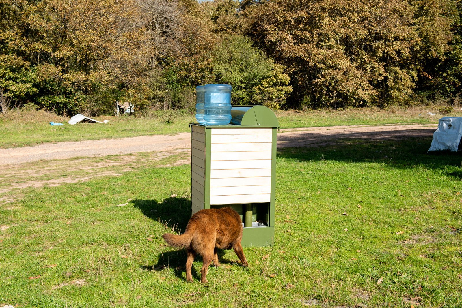 Köpekler Hakkında Şaşırtıcı Bilgiler